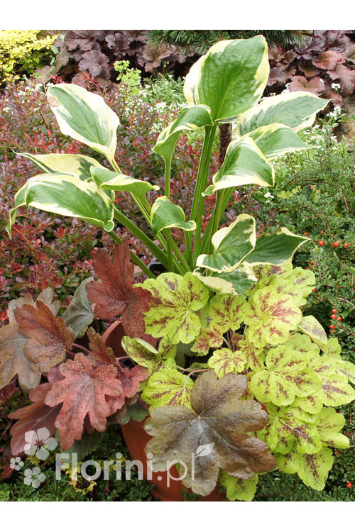 Zestaw nr 7 - kolorowy tercet