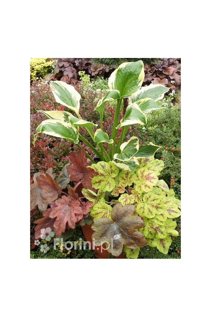 Zestaw nr 7 - kolorowy tercet