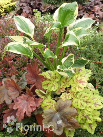 Zestaw nr 7 - kolorowy tercet