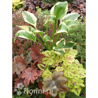 Zestaw nr 7 - kolorowy tercet