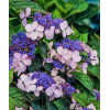 Hortensja piłkowana 'Blue Bird' Hydrangea serrata