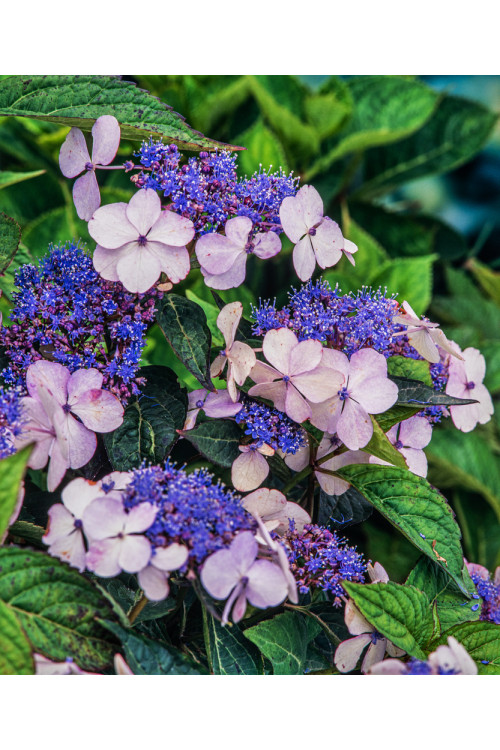 Hortensja piłkowana 'Blue Bird' Hydrangea serrata