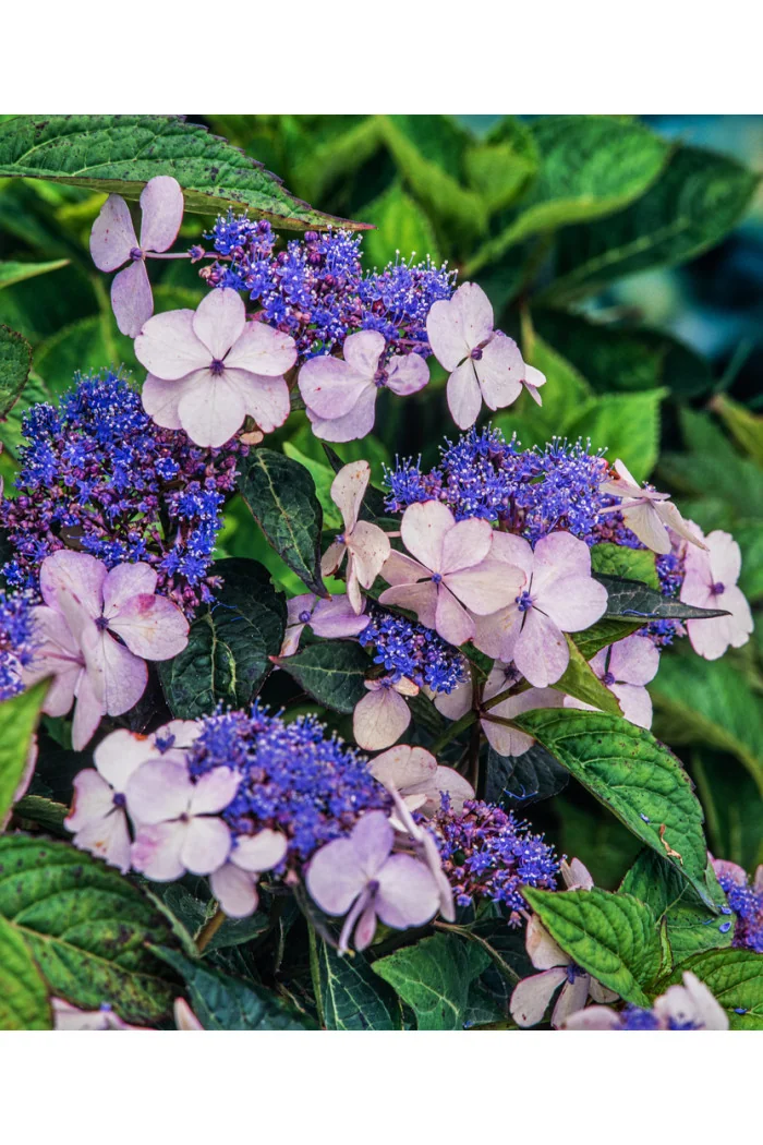 Hortensja piłkowana 'Blue Bird' Hydrangea serrata