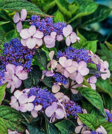Hortensja piłkowana 'Blue Bird' Hydrangea serrata