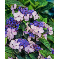 Hortensja piłkowana 'Blue Bird' Hydrangea serrata