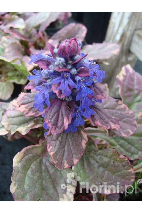Dąbrówka rozłogowa 'Burgundy Glow' Ajuga reptans