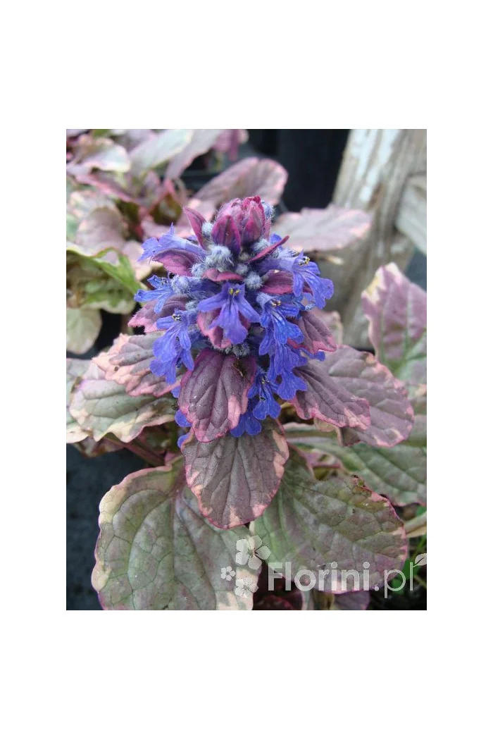 Dąbrówka rozłogowa 'Burgundy Glow' Ajuga reptans