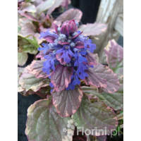 Dąbrówka rozłogowa 'Burgundy Glow' Ajuga reptans