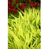 Hakonechloa 'All Gold' | Hakonechloa macra
