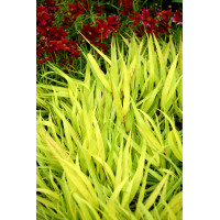 Hakonechloa 'All Gold' | Hakonechloa macra