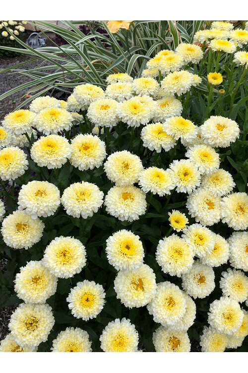 Złocień 'Luna' | Leucanthemum x superbum