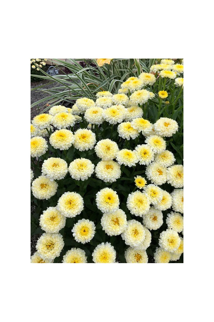 Złocień 'Luna' | Leucanthemum x superbum