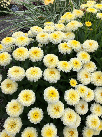 Złocień 'Luna' | Leucanthemum x superbum