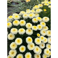 Złocień 'Luna' | Leucanthemum x superbum