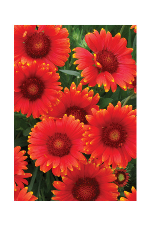 Gaillardia 'Red Sun' Gaillardia