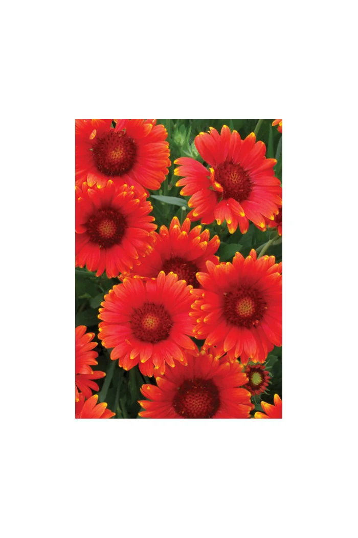 Gaillardia 'Red Sun' Gaillardia