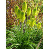 Trytoma 'Limelight' | Kniphofia