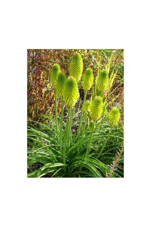 Trytoma 'Limelight' | Kniphofia