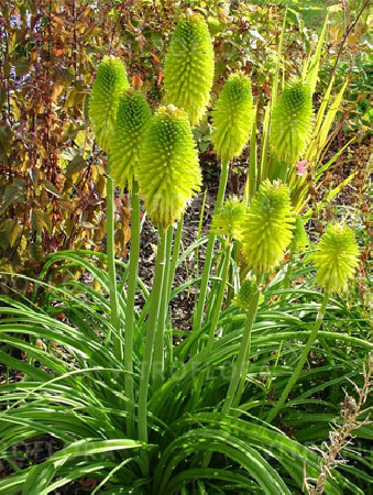 Trytoma 'Limelight' | Kniphofia