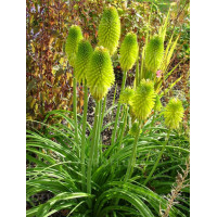 Trytoma 'Limelight' | Kniphofia