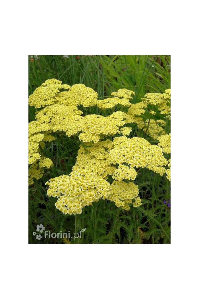 Krwawnik ogrodowy 'Sunny Seduction' Achillea millefolia