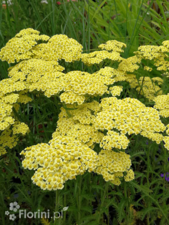 Krwawnik ogrodowy 'Sunny Seduction' Achillea millefolia