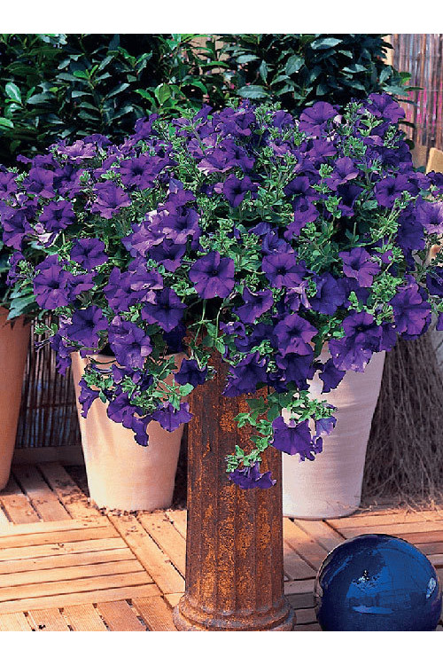 Surfinia 'Giant Blue'