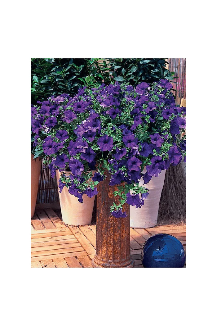 Surfinia 'Giant Blue'