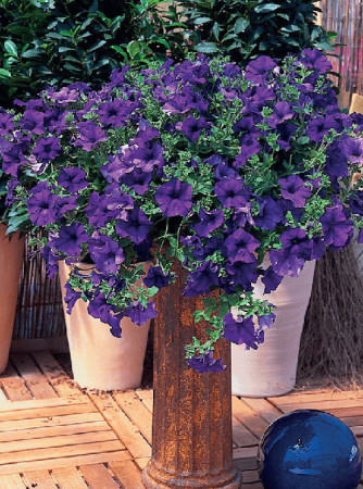 Surfinia 'Giant Blue'