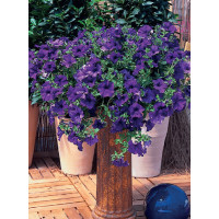 Surfinia 'Giant Blue'