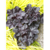 Żurawka 'Black Forrest Cake' | Heuchera