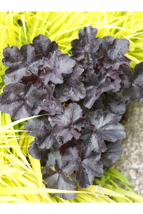 Żurawka 'Black Forrest Cake' | Heuchera