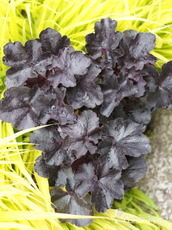 Żurawka 'Black Forrest Cake' | Heuchera