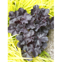 Żurawka 'Black Forrest Cake' | Heuchera