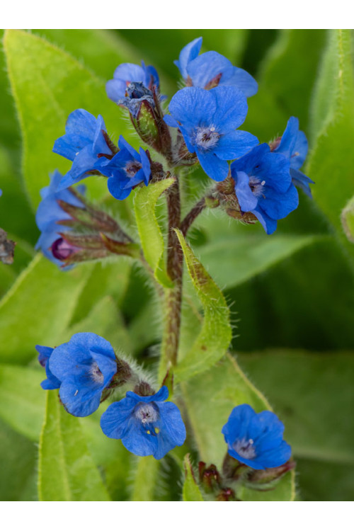 Farbownik lazurowy 'Loddon Royalist' | Anchusa azurea
