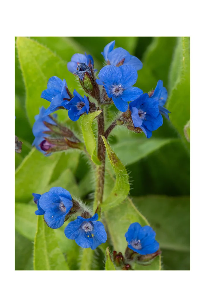 Farbownik lazurowy 'Loddon Royalist' | Anchusa azurea