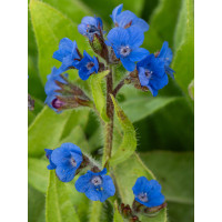 Farbownik lazurowy 'Loddon Royalist' | Anchusa azurea