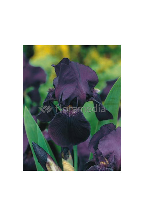 Kosaciec (Irys) bródkowy 'Black Knight' | Iris germanica