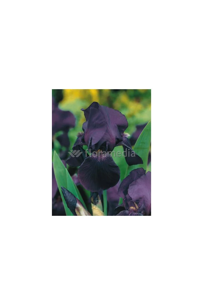 Kosaciec (Irys) bródkowy 'Black Knight' | Iris germanica