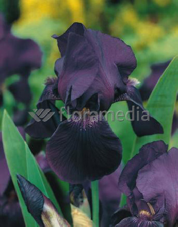 Kosaciec (Irys) bródkowy 'Black Knight' | Iris germanica