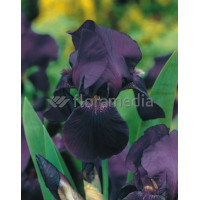 Kosaciec (Irys) bródkowy 'Black Knight' | Iris germanica