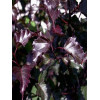 Brzoza zwisająca 'Purpurera' Betula pendula
