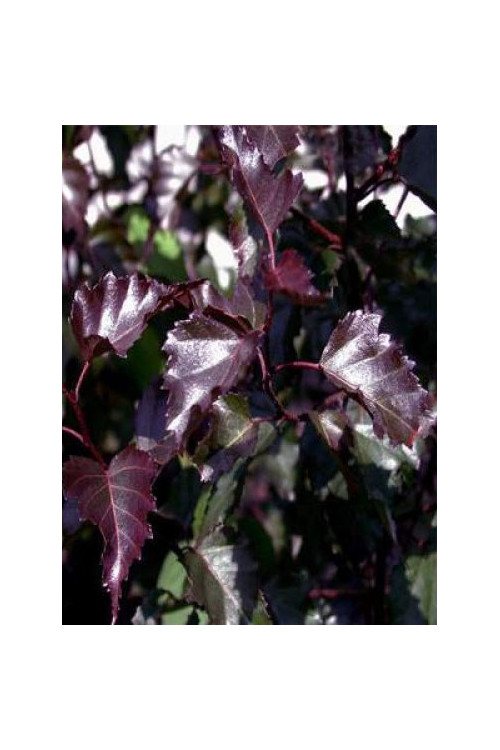 Brzoza zwisająca 'Purpurera' Betula pendula