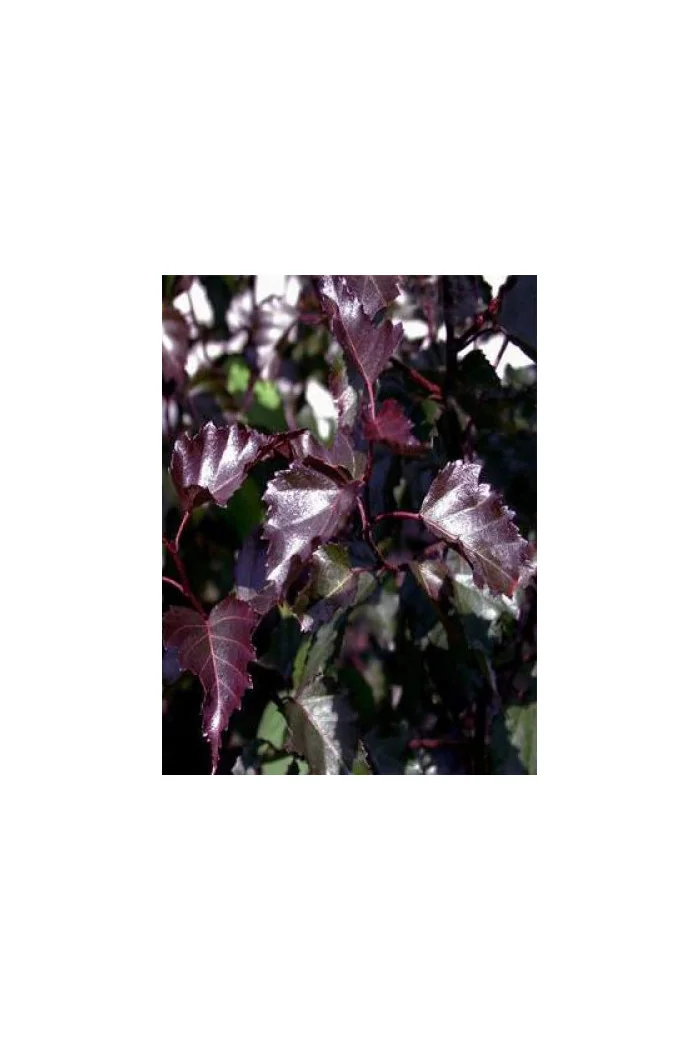 Brzoza zwisająca 'Purpurera' Betula pendula