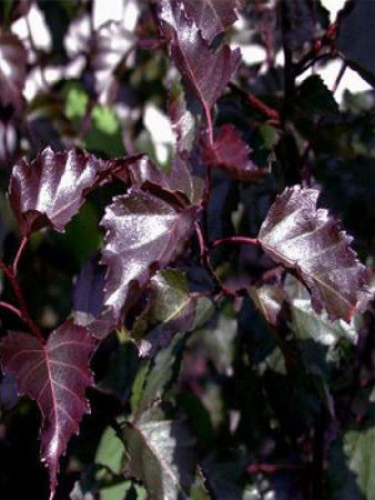 Brzoza zwisająca 'Purpurera' Betula pendula