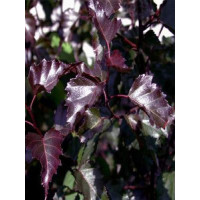 Brzoza zwisająca 'Purpurera' Betula pendula