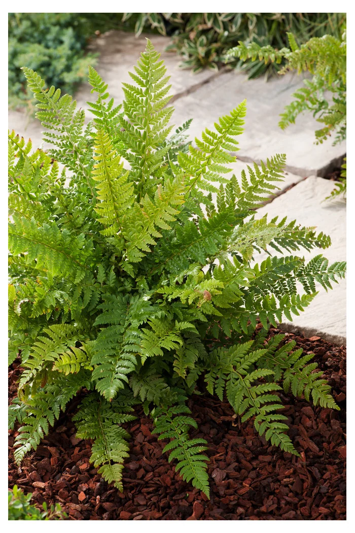 Paprotnik kolczysty | Polystichum aculeatum