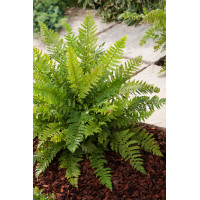 Paprotnik kolczysty | Polystichum aculeatum