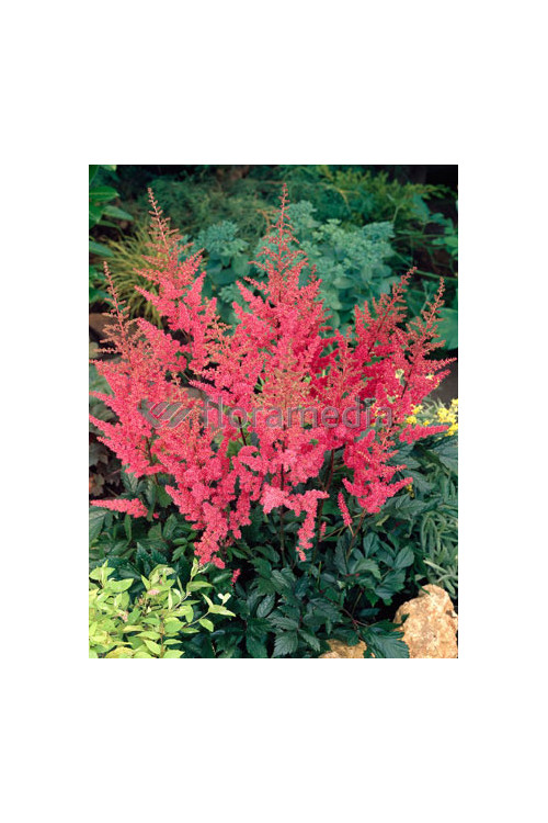 tawułka, tawułka arendsa, astilbe, astilbe arendsii, tawułka białą, tawułka Deutschland