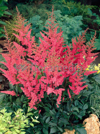 tawułka, tawułka arendsa, astilbe, astilbe arendsii, tawułka białą, tawułka Deutschland